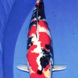7de All indonesian koi show 2010: afbeelding 3