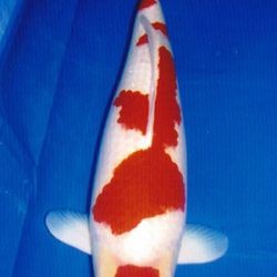 7de All indonesian koi show 2010: afbeelding 4