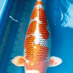 7de All indonesian koi show 2010: afbeelding 5