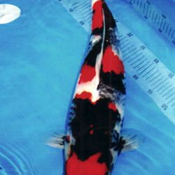 7de All indonesian koi show 2010: afbeelding 6