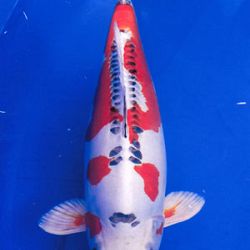 7de All indonesian koi show 2010: afbeelding 7