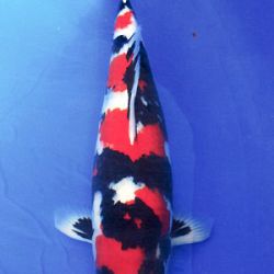 7de All indonesian koi show 2010: afbeelding 8