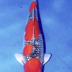 7de All indonesian koi show 2010: afbeelding 9