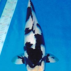 7de All indonesian koi show 2010: afbeelding 10