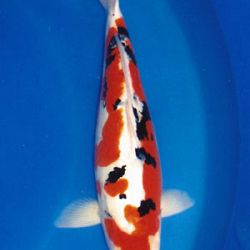 7de All indonesian koi show 2010: afbeelding 11