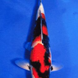 7de All indonesian koi show 2010: afbeelding 12
