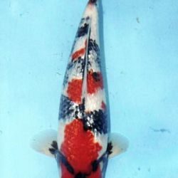 7de All indonesian koi show 2010: afbeelding 13