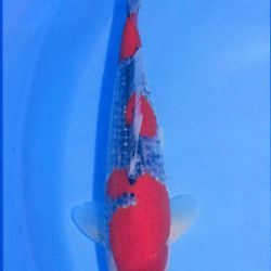 7de All indonesian koi show 2010: afbeelding 15