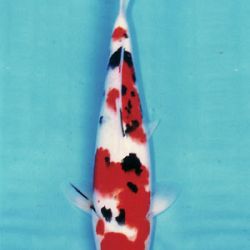 7de All indonesian koi show 2010: afbeelding 16