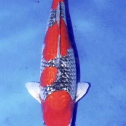 7de All indonesian koi show 2010: afbeelding 17