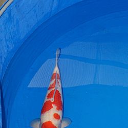 Achterstallige informatie deel 3: afbeelding 9