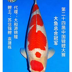All China Koishow: afbeelding 18