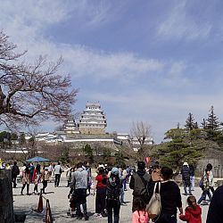 All Japan Young Koi Show en Himeji Castle: afbeelding 7
