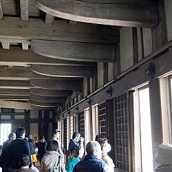 All Japan Young Koi Show en Himeji Castle: afbeelding 26