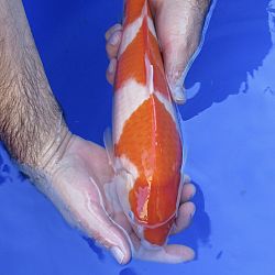 Alle koi opgroei 2021 gefilmd en bekeken: afbeelding 2