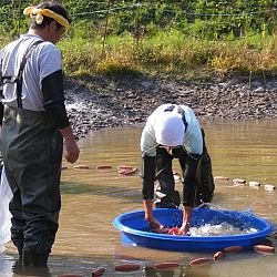 Azukari: Vertrouwen in de Japanse Meesterhand: afbeelding 19