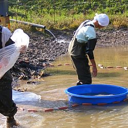 Azukari: Vertrouwen in de Japanse Meesterhand: afbeelding 21