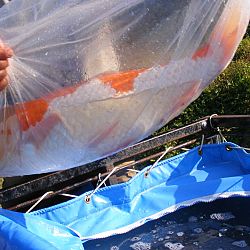 Azukari: Vertrouwen in de Japanse Meesterhand: afbeelding 23
