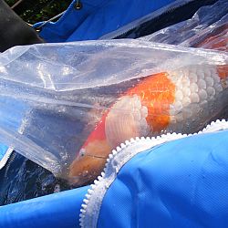 Azukari: Vertrouwen in de Japanse Meesterhand: afbeelding 26