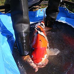 Azukari: Vertrouwen in de Japanse Meesterhand: afbeelding 28