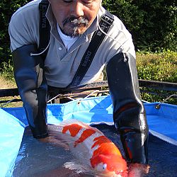 Azukari: Vertrouwen in de Japanse Meesterhand: afbeelding 29