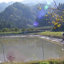 Azukari: Vertrouwen in de Japanse Meesterhand: afbeelding 1