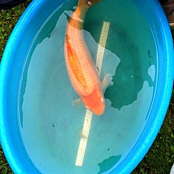 Belgian Koi Show 7-8 mei: afbeelding 1