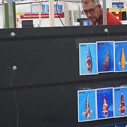Belgische Koishow dag 1: afbeelding 3