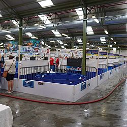 Belgische Koishow dag 1: afbeelding 6