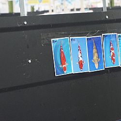Belgische Koishow dag 1: afbeelding 2