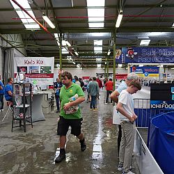 Belgische Koishow - dag 2: afbeelding 8