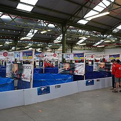Belgische Koishow - dag 2: afbeelding 13