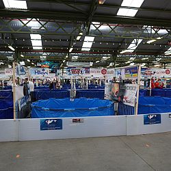 Belgische Koishow - dag 2: afbeelding 14