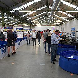 Belgische Koishow - dag 2: afbeelding 16