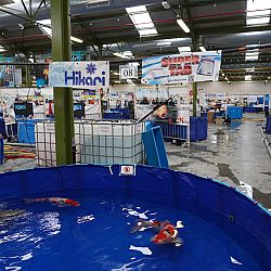 Belgische Koishow - dag 2: afbeelding 22