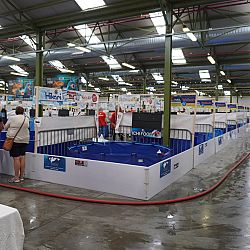 Belgische Koishow - dag 2: afbeelding 24