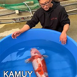 Benigoi Momotaro: afbeelding 1