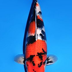 Binnenkomst nieuwe koi bij Interkoi Ameide: afbeelding 6