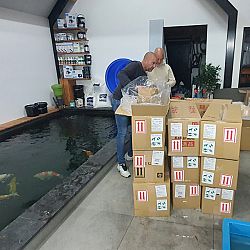 Binnenkomst van de koi 25 april in Ameide: afbeelding 2