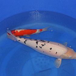 Binnenkomst van de koi 25 april in Ameide: afbeelding 1