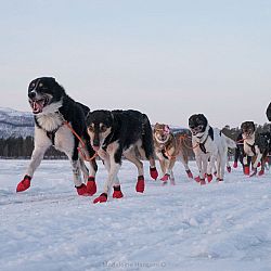 Bob in Kiruna, Zweden: afbeelding 1