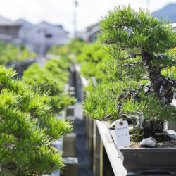 Bonsai en Nishikigoi, een harmonieuze combinatie: afbeelding 2
