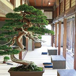 Bonsai en Nishikigoi, een harmonieuze combinatie: afbeelding 3