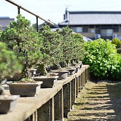 Bonsai en Nishikigoi, een harmonieuze combinatie: afbeelding 4