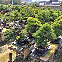 Bonsai en Nishikigoi, een harmonieuze combinatie: afbeelding 5
