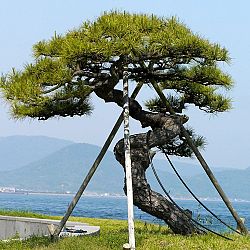 Bonsai en Nishikigoi, een harmonieuze combinatie: afbeelding 6