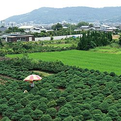 Bonsai en Nishikigoi, een harmonieuze combinatie: afbeelding 7