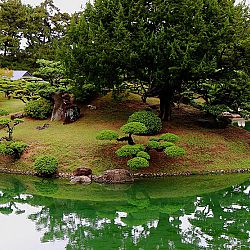 Bonsai en Nishikigoi, een harmonieuze combinatie: afbeelding 9