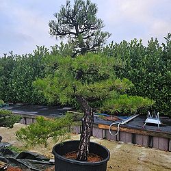 Bonsai en Nishikigoi, een harmonieuze combinatie: afbeelding 10