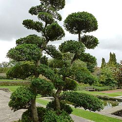 Bonsai en Nishikigoi, een harmonieuze combinatie: afbeelding 12